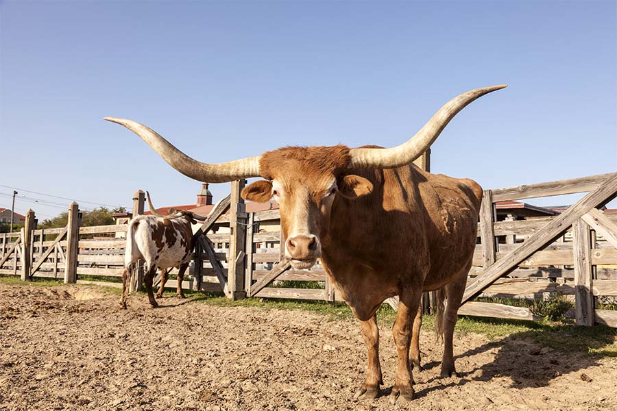 Farm and Ranch Insurance - Closeup View of a Longhorn Steer on a Ranch in Texas